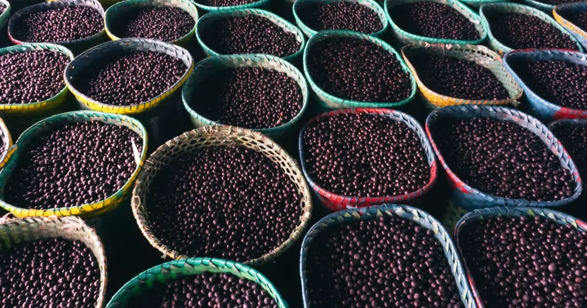 Jejy'a: el açaí que crece acá | Lotta Helados