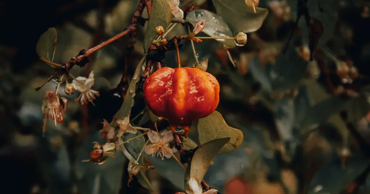 Pitanga y cocú: la fruta del patio misionero | Lotta Helados
