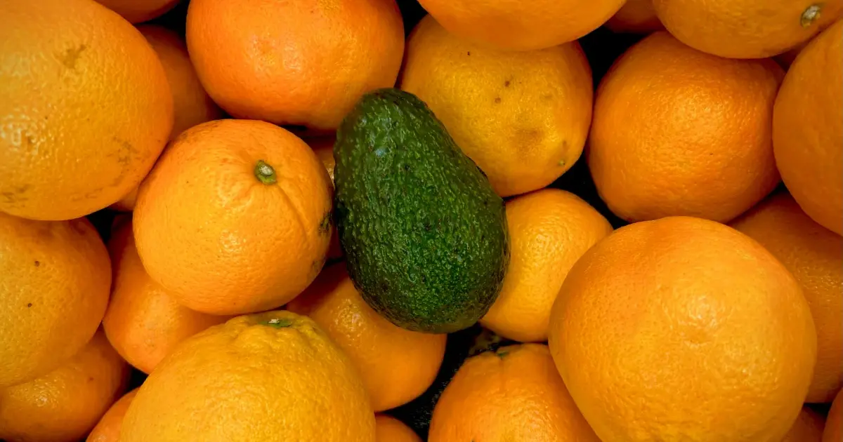 Palta y naranja: sí, palta en un helado | Lotta Helados